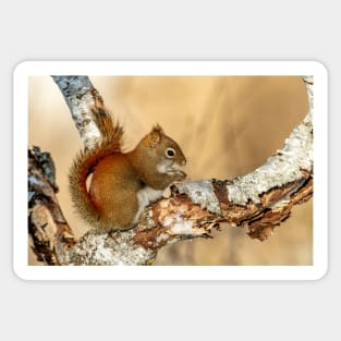 Red Squirrel Sticker